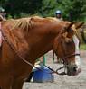 tn 100 horse Red's face 6-09 sf.jpg